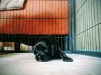 Amerikaanse cocker spaniel pups, 8 tot 15 weken, Meerdere, Meerdere dieren, Spaniël