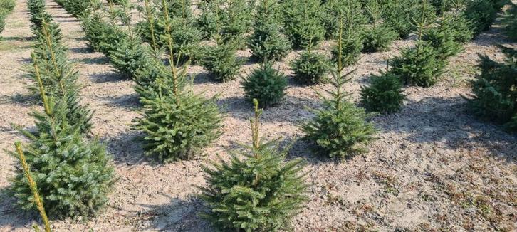Kerstbomen Fijne blauwspar met Kluit in pot 30 cm – 120 cm, Tuin en Terras, Planten | Bomen, Overige soorten, Minder dan 100 cm