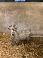 Bok en geit te koop, Januari, Meerdere dieren