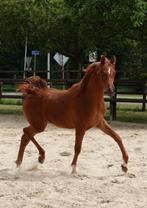 Arabische volbloed hengst, Dieren en Toebehoren, Merrie, Minder dan 160 cm, 0 tot 2 jaar