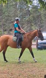 Instructie, paardentraining, ruitercoaching, grondwerk, Paardrijles of Ponykampen