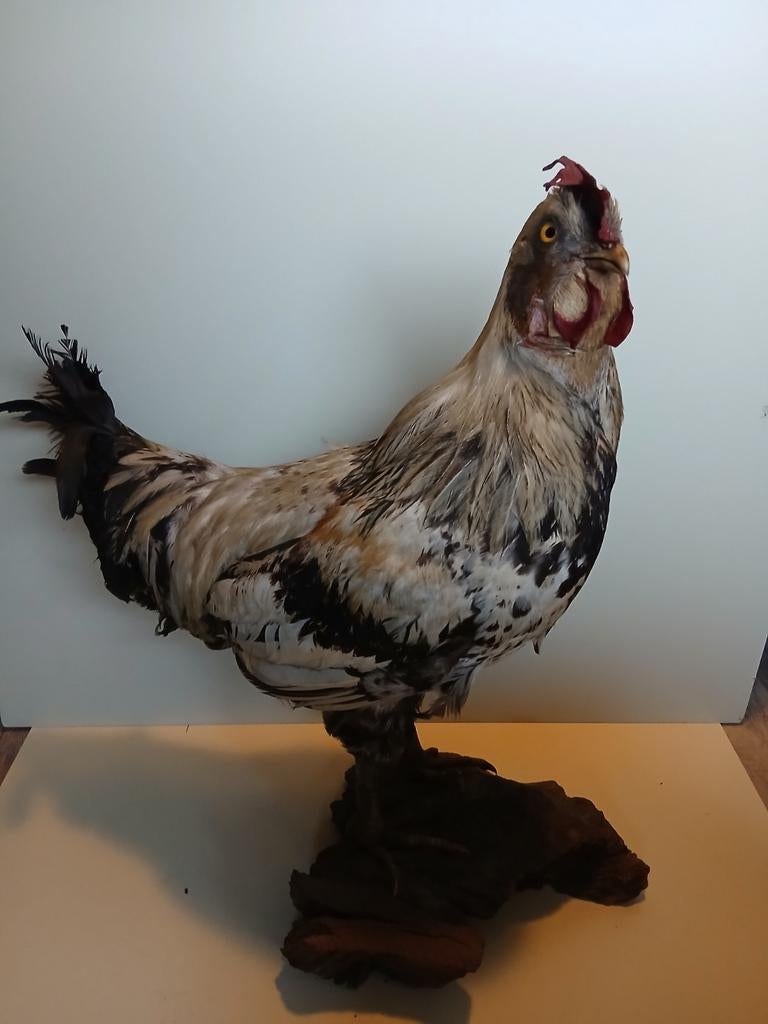 Opgezette haan, Ophalen of Verzenden, Gebruikt, Vogel, Opgezet dier