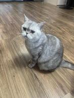Kat - Britse korthaar - poes, Dieren en Toebehoren, Katten en Kittens | Raskatten | Korthaar, Poes