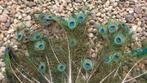 Natuurlijke Originele Pauwenveren Pauwenogen / prijs p. stuk, Huis en Inrichting, Ophalen of Verzenden, Nieuw