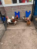 Te koop broedeieren Zweedse bloemenkip, Dieren en Toebehoren, Geslacht onbekend, Kip