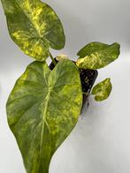 Alocasia odora ‘California’ aurea variegata, Overige soorten, In pot, Minder dan 100 cm, Bloeiende kamerplant