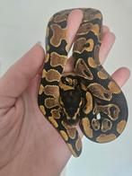 Koningspython - ballpython- python regius, Dieren en Toebehoren, Slang, 0 tot 2 jaar