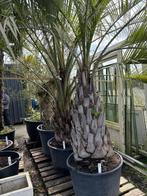 Butia Capitata, Ophalen of Verzenden, 250 tot 400 cm, Palmboom, Volle zon