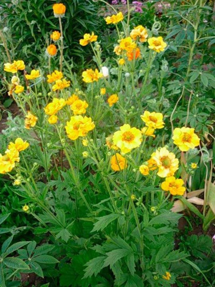 nagelkruid, geel , bloeit lang, vaste plant, bijna gratis, Tuin en Terras, Planten | Tuinplanten, Vaste plant, Overige soorten