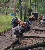 2 porselein brahma hanen zoeken nieuw huis, Dieren en Toebehoren, Mannelijk, Kip