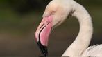 Dierenpark Zie-zoo tweede kaartje gratis, Tickets en Kaartjes, Eén persoon, Augustus
