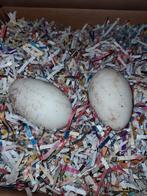 Gans eieren  1eu perstuk, Dieren en Toebehoren, Pluimvee, Geslacht onbekend, Kip