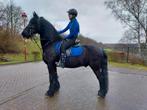 BIJRIJDER AAGEBODEN/lease paard gezocht, Ophalen of Verzenden