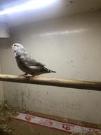 Charcoal Zebravink, Dieren en Toebehoren, Meerdere dieren, Tropenvogel, Geringd