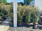 Elaeagnus compacta 120/130cm hoog €17,50, Ophalen, Overige soorten, Haag, 100 tot 250 cm