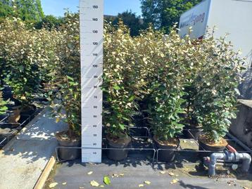 Elaeagnus compacta 120/130cm hoog €17,50 beschikbaar voor biedingen