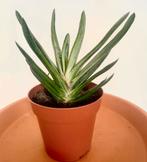 Gasteria, Huis en Inrichting, Kamerplanten, Ophalen, Overige soorten, Minder dan 100 cm