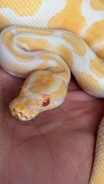 Albino het pied mannen 2024 ball python, Dieren en Toebehoren, Reptielen en Amfibieën, Slang