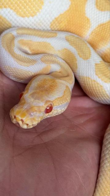 Albino het pied mannen 2024 ball python beschikbaar voor biedingen