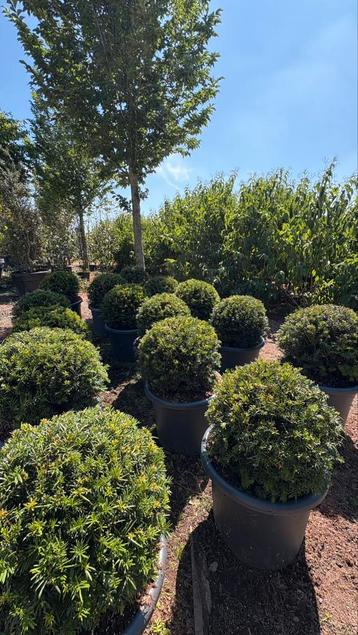 Taxus baccata bolvormen in potgekweekt beschikbaar voor biedingen
