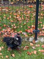 Cochin haan krulveer, Dieren en Toebehoren, Pluimvee, Mannelijk, Kip