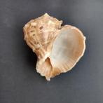 Schelpen  - Rapana rapiformis, Ophalen of Verzenden, Schelp(en)