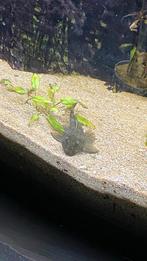 Borstelneus algeneter donker. Paartje., Vis, Zoetwatervis