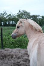 Grote Fjorden ruin (Rødblakk), Dieren en Toebehoren, Pony's, Ruin, Onbeleerd, Gechipt, 0 tot 2 jaar