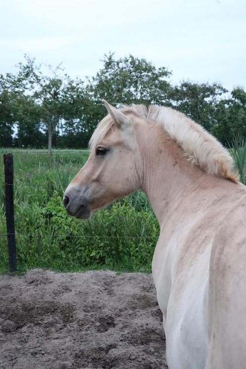 Grote Fjorden ruin (Rødblakk), Dieren en Toebehoren, Pony's, Ruin, Onbeleerd, 0 tot 2 jaar, Met stamboom, Gechipt, Ontwormd, Ingeënt