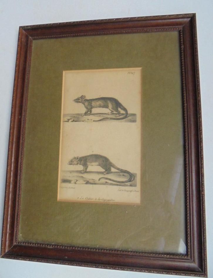 1837 Litho ratten de krabbeneter Burggraaff Bruxelles, Antiek en Kunst, Kunst | Litho's en Zeefdrukken, Ophalen of Verzenden