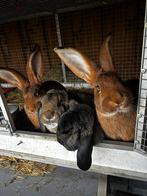 Franse hangoor en vlaamse reuzen koppel, Dieren en Toebehoren, Konijnen, Meerdere dieren, Groot, Hangoor