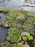 Sedumtrays - Groendak, Bodembedekker - Restpartij, Tuin en Terras, Planten | Tuinplanten, Bodembedekkers, Volle zon, Vaste plant