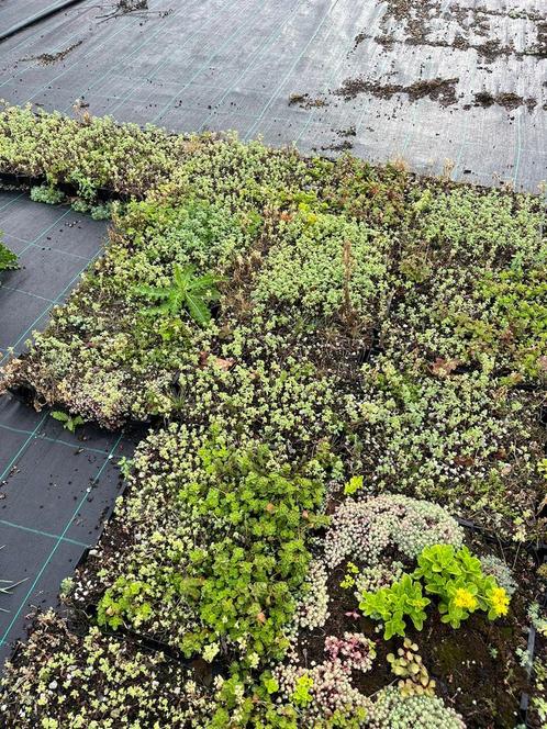 Sedumtrays - Groendak, Bodembedekker - Restpartij, Tuin en Terras, Planten | Tuinplanten, Vaste plant, Bodembedekkers, Volle zon