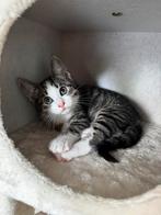 Siamese  kittens (2) beschikbaar, Dieren en Toebehoren, Katten en Kittens | Raskatten | Korthaar, Geslacht onbekend, Ontwormd