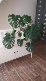 Grote Monstera Deliciosa ( gatenplant ), Ophalen, Overige soorten, Halfschaduw, Minder dan 100 cm