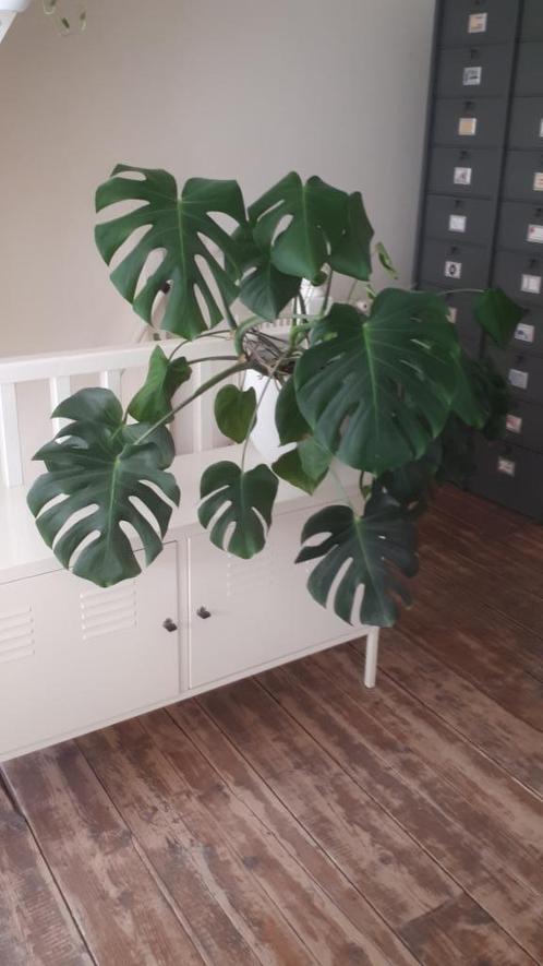 Grote Monstera Deliciosa ( gatenplant ), Huis en Inrichting, Kamerplanten, Overige soorten, Minder dan 100 cm, Groene kamerplant