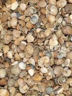 Schelpen  Noordzee schelpen  bruine schelpen, Tuin en Terras, Grind, Keien en Split, Nieuw, Overige materialen, Overige typen