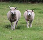Te koop: Ryeland schapen ooien., Dieren en Toebehoren, Schapen, Geiten en Varkens, Vrouwelijk, Schaap