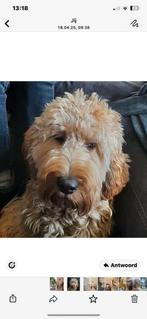 Gastgezin gezocht voor Labradoodle gratis., Rabiës (hondsdolheid), 15 weken tot 1 jaar, Overige rassen, Teef