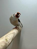 Majoor putter man, Dieren en Toebehoren, Mannelijk, Wildzangvogel, Geringd
