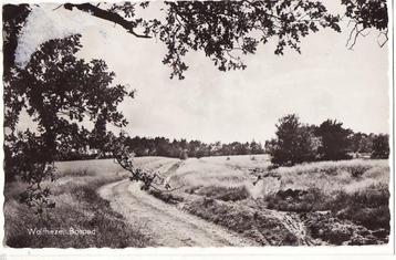 Wolfheze (Gld) bospad 1960.   beschikbaar voor biedingen