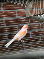 Kanarie, Mannelijk, Zangkanarie