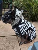 Hond/puppy fleece jas zebra 40 cm zgan, Ophalen of Verzenden, Zo goed als nieuw