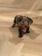 Super mooie Kaninchen dwergteckel pups, Dieren en Toebehoren, Honden | Teckels en Dashonden, Rabiës (hondsdolheid), 8 tot 15 weken