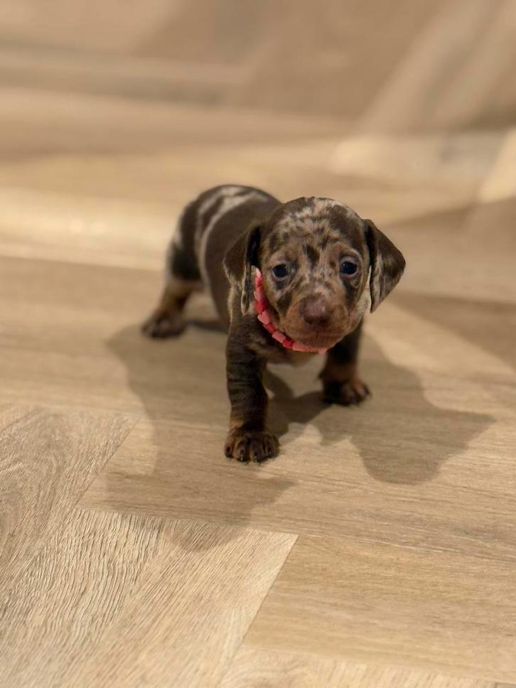 Super mooie Kaninchen dwergteckel pups, Dieren en Toebehoren, Honden | Teckels en Dashonden, Meerdere dieren, Particulier, Eén hond