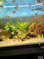 Maanvissen, Dieren en Toebehoren, Vissen | Aquariumvissen, Vis