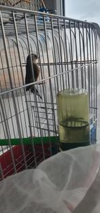 Parva putter pop 2024, Dieren en Toebehoren, Vogels | Overige Vogels, Vrouwelijk, Wildzangvogel, Geringd