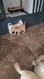  Raszuivere Mini Chihuahua Puppies Te Koop , Dieren en Toebehoren, Honden | Chihuahua's en Gezelschapshonden, CDV (hondenziekte)