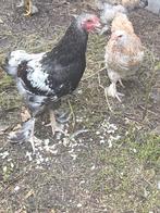 Haan Brahma mix, Dieren en Toebehoren, Pluimvee, Mannelijk, Kip