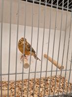 Kanarie pop., Dieren en Toebehoren, Vogels | Kanaries, Vrouwelijk, Kleurkanarie